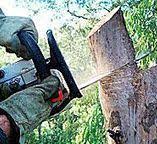 Best Stump Grinding and Removal  in Delhi, CA
