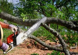 How Our Tree Care Process Works  in  Delhi, CA