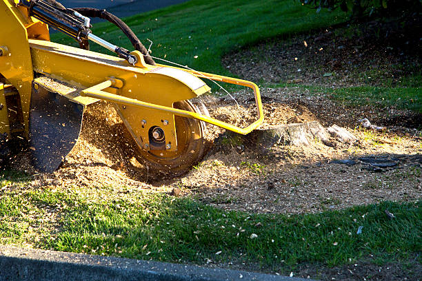 Best Landscape Design and Installation  in Delhi, CA