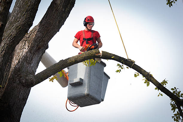 Best Stump Grinding and Removal  in Delhi, CA