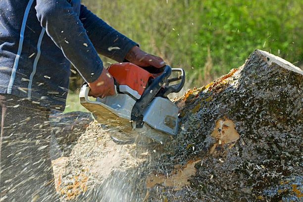 Best Aeration Services  in Delhi, CA