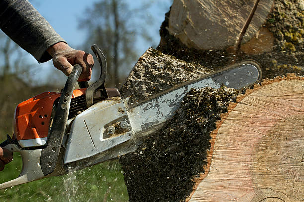 Delhi, CA Tree Services Company