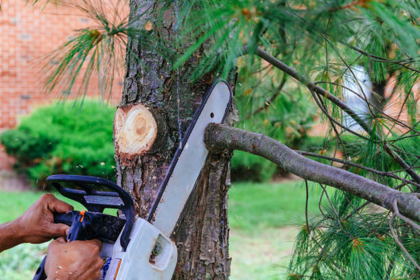 Lawn Pest Prevention in Delhi, CA
